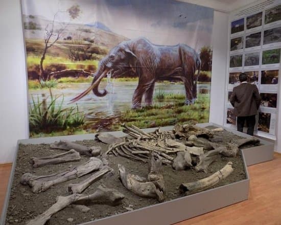 Prehistoric exhibit at the Museum of Baraolt
